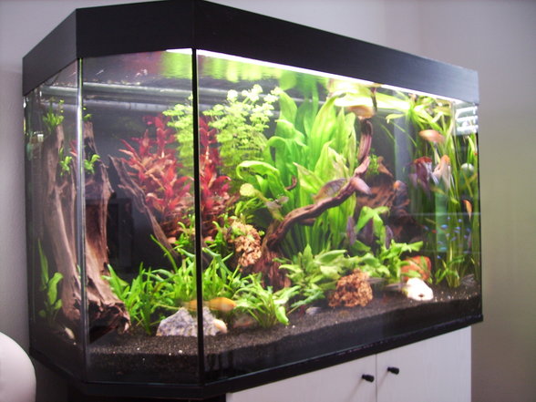 Mein Süßwasseraquarium - 