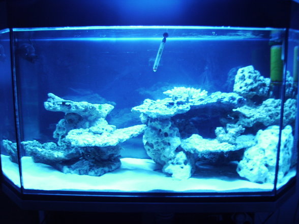 Mein Meerwasser Aquarium - 