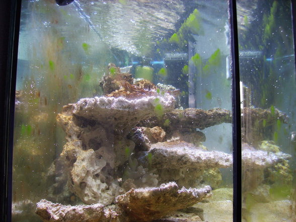 Mein Meerwasser Aquarium - 