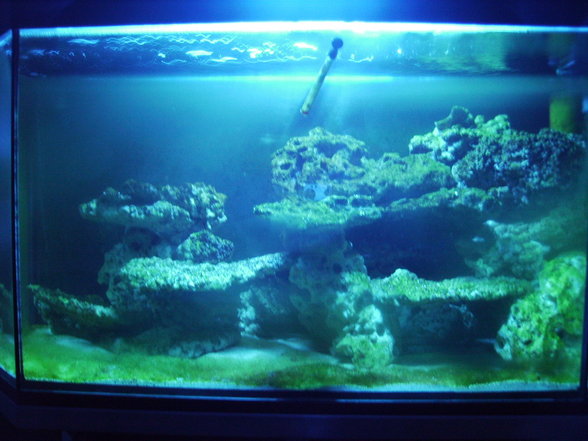 Mein Meerwasser Aquarium - 