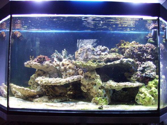 Mein Meerwasser Aquarium - 