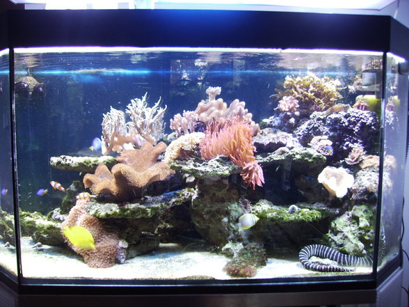 Mein Meerwasser Aquarium - 