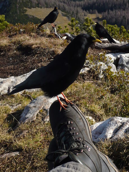 bergsteigen - 