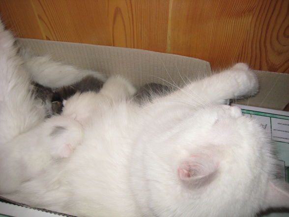 Unsere 2 kleinen Katzenbabies!!! - 