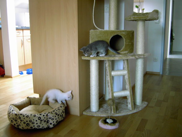 Unsere 2 kleinen Katzenbabies!!! - 