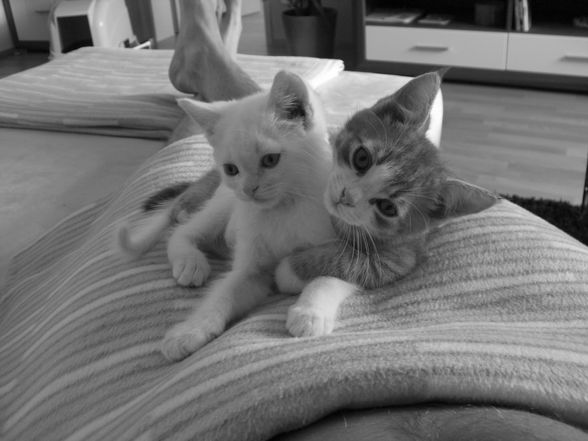 Unsere 2 kleinen Katzenbabies!!! - 