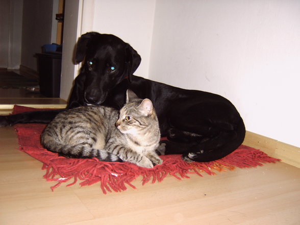 Unsere Tiere - 