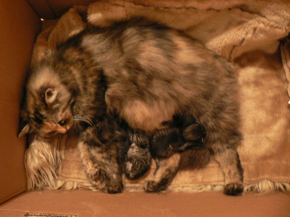 Katzenbabies - 