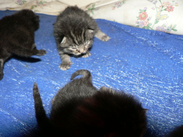 Katzenbabies - 