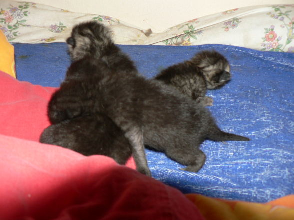 Katzenbabies - 