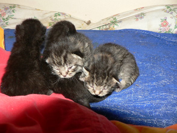 Katzenbabies - 