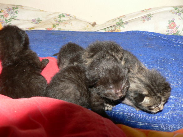 Katzenbabies - 