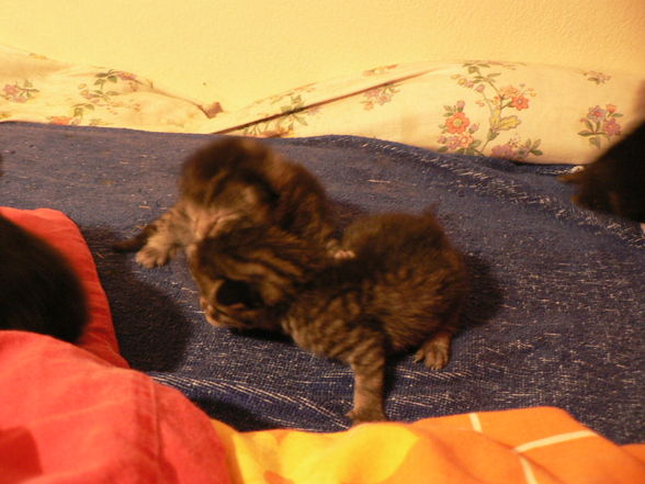 Katzenbabies - 