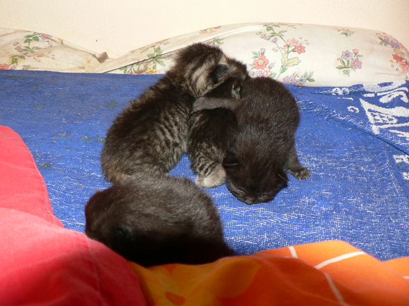 Katzenbabies - 