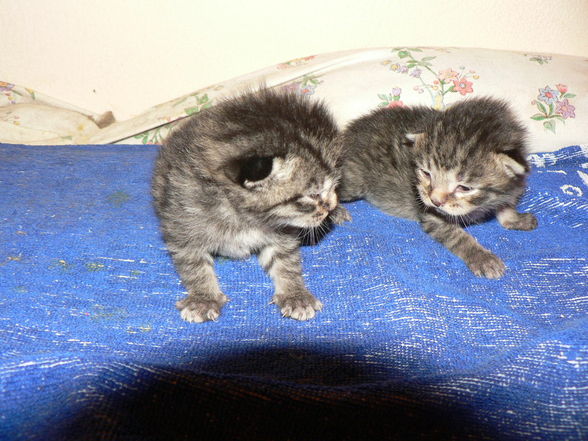 Katzenbabies - 