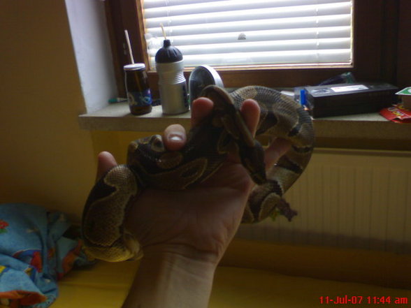 my snakes - 