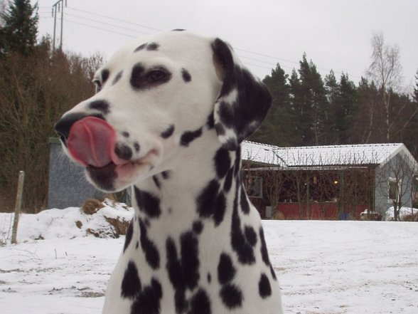 Meine Süssen - 