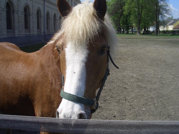 tiere und hippotherapie fotos - 