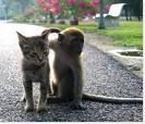 Cool cats - 