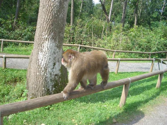 Landjugend Wimsbach - 