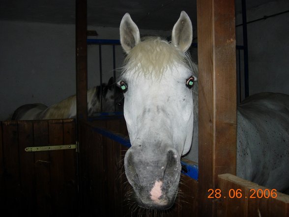 Reiten mit meinem perd Meide - 