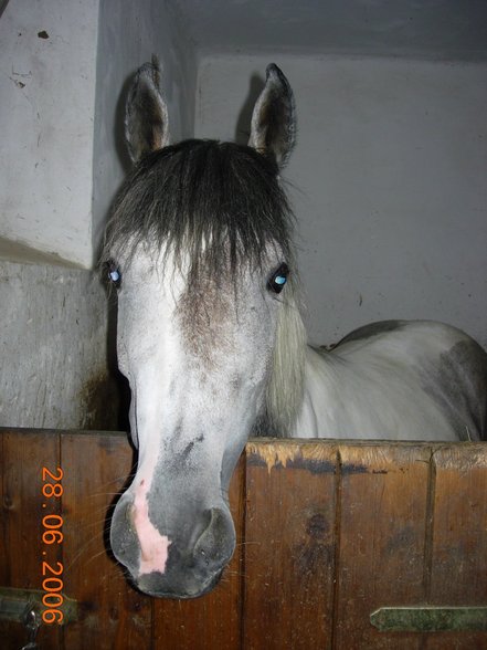 Reiten mit meinem perd Meide - 