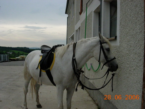 Reiten mit meinem perd Meide - 