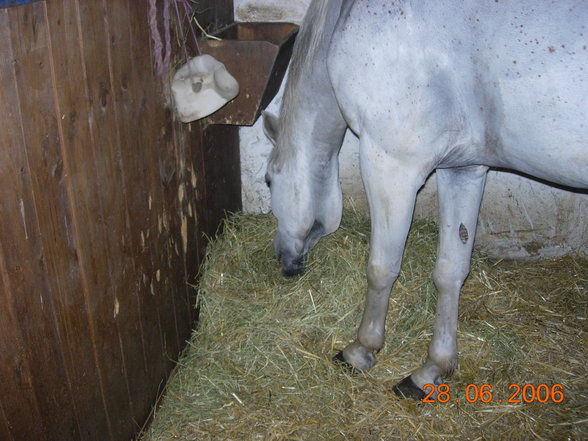 Reiten mit meinem perd Meide - 