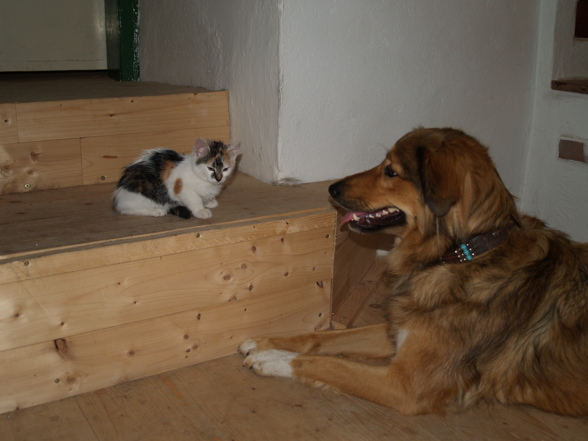 hund und katz - 