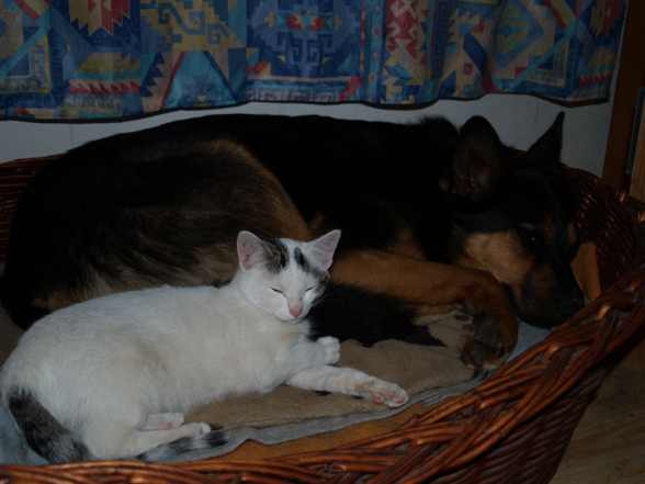 hund und katz - 