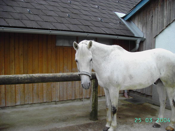 Wehende Mähnen 09 - 