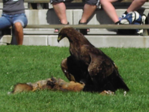 Urlaub in Kärnten 2008 - 