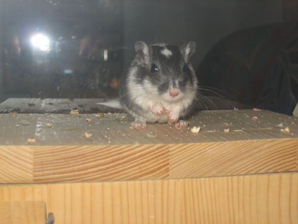 meine Maussiiiss - 