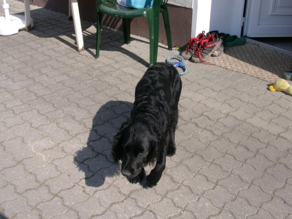 unser Hund - 