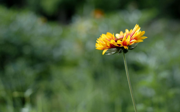 Diverse Landschaftsbilder - 