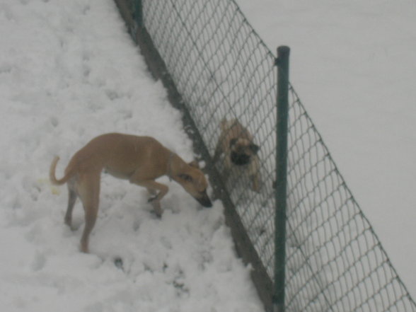 Mein Süßer Hund!!! - 