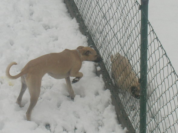 Mein Süßer Hund!!! - 