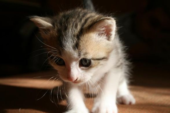 baby katzen - 