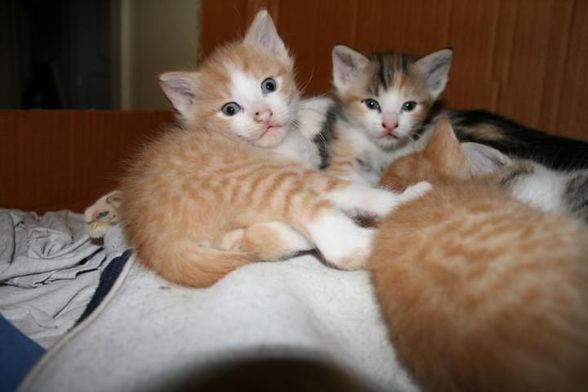 baby katzen - 