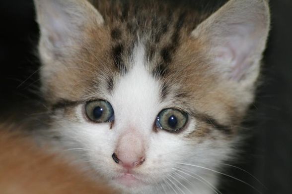 baby katzen - 