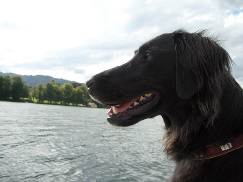 Traunsee Juni 2007 - 