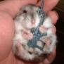 hamster atake - 