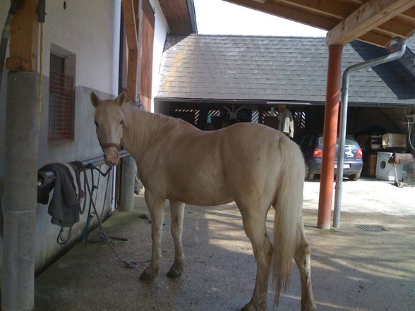 mein pferd "sternschnuppe" - 