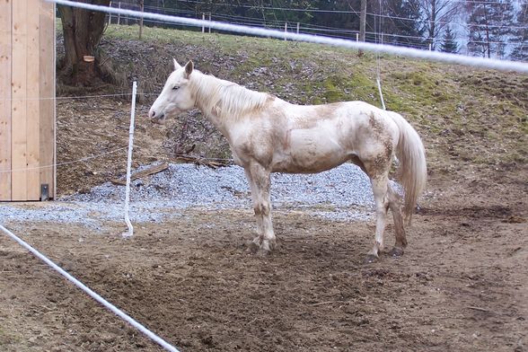 mein pferd "sternschnuppe" - 