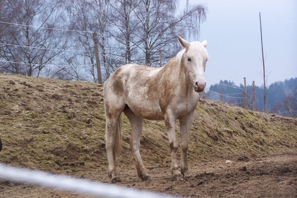 mein pferd "sternschnuppe" - 