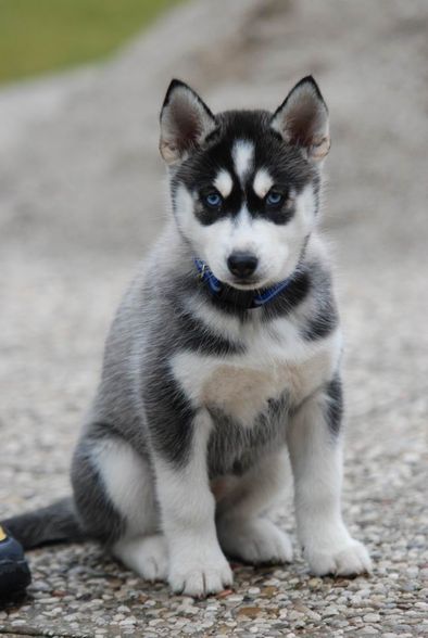 My Husky Akima - 