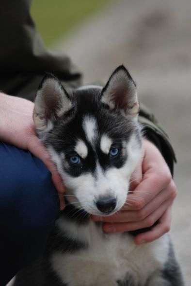 My Husky Akima - 