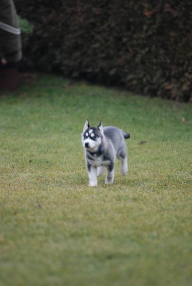 My Husky Akima - 