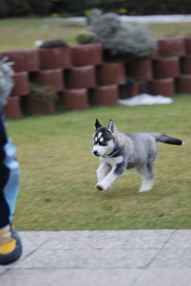 My Husky Akima - 