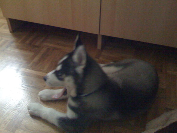 My Husky Akima - 